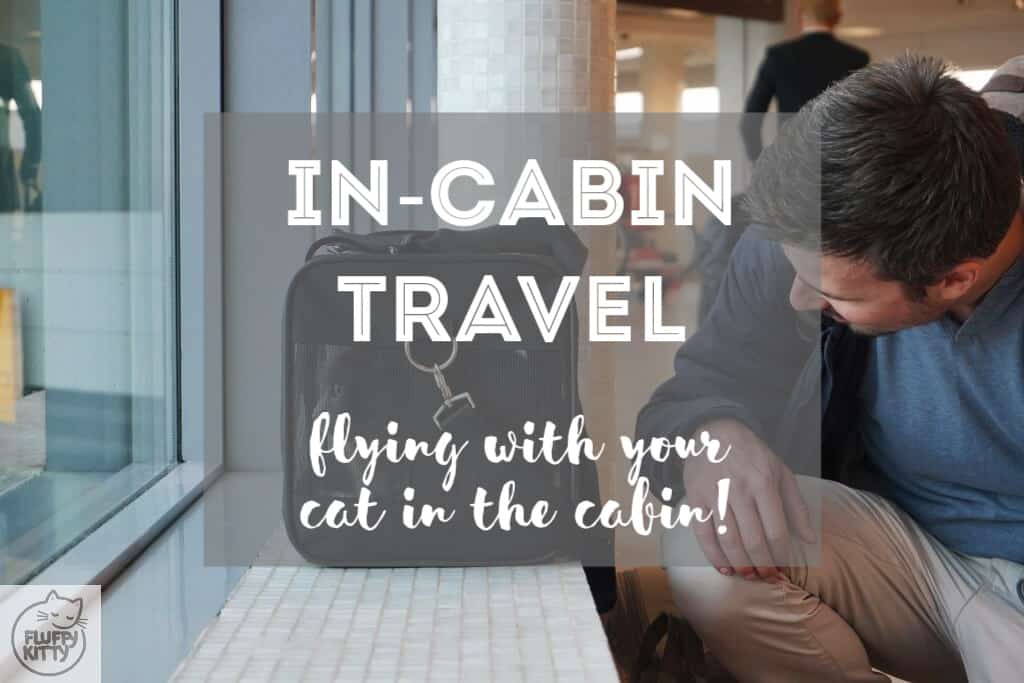 Flying with Your Cat in the Cabin | Fluffy Kitty