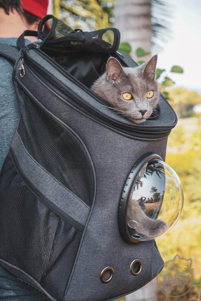 FAT CAT Backpack Review (A True Traveler's Cat Backpack!) Fluffy Kitty