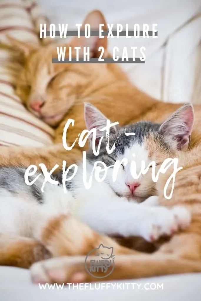 How to Explore with 2 Cats | Guide on The Fluffy Kitty | Guestpost by Catexplorer Team | www.thefluffykitty.com