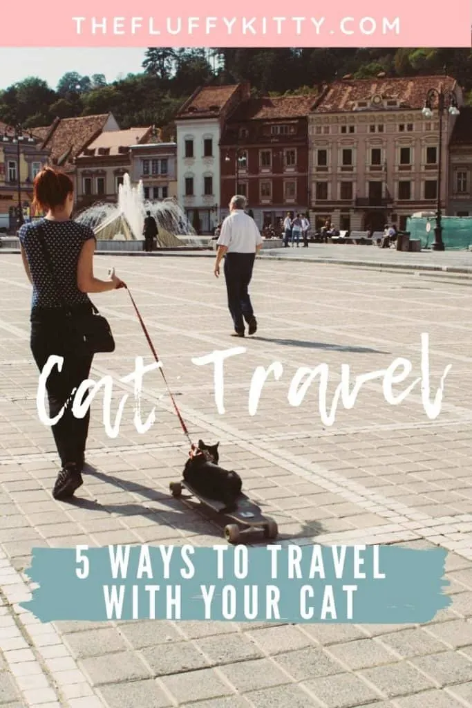 Traveling with Cats: 5 Ways to Travel with Your Cat