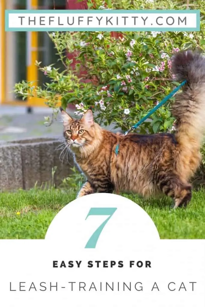 Leash Training Your Cat to Walk on a Leash in 7 Simple Steps! Guide by The Fluffy Kitty www.thefluffykitty.com #cats #cattraining #catleash #adventurecats