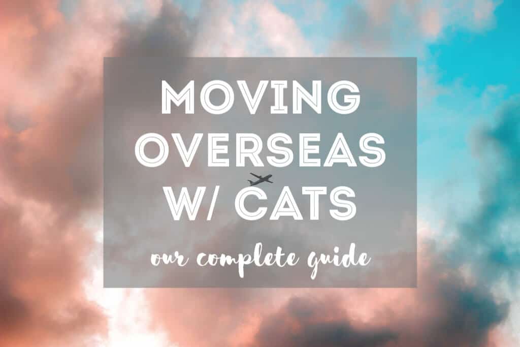 Moving Overseas with Cats | Fluffy Kitty
