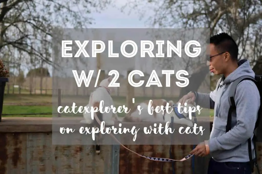 How to Explore with 2 Cats | Fluffy Kitty