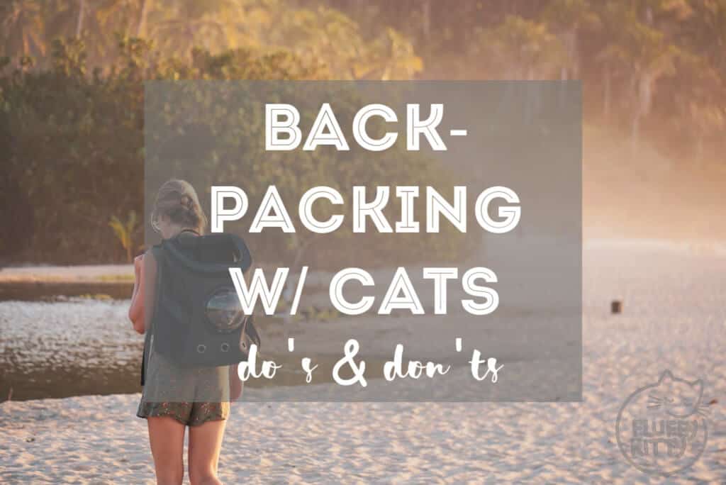 12 Do's and Don'ts of Backpacking with a Cat | Fluffy Kitty