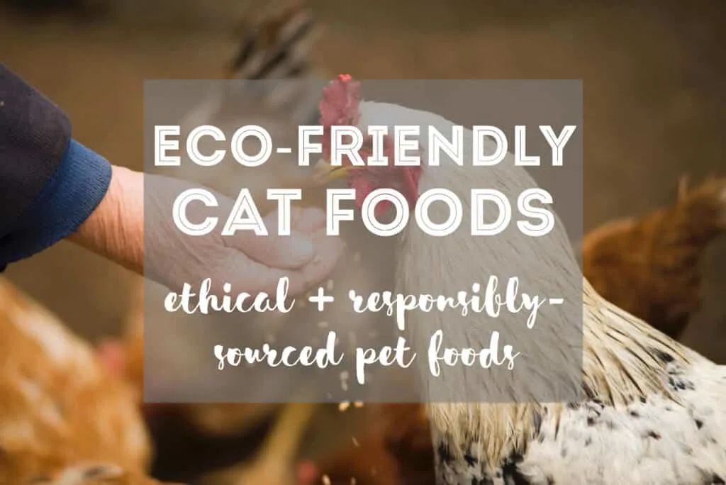 8 Ethical & Eco-Friendly Cat Foods | Fluffy Kitty thefluffykitty.com