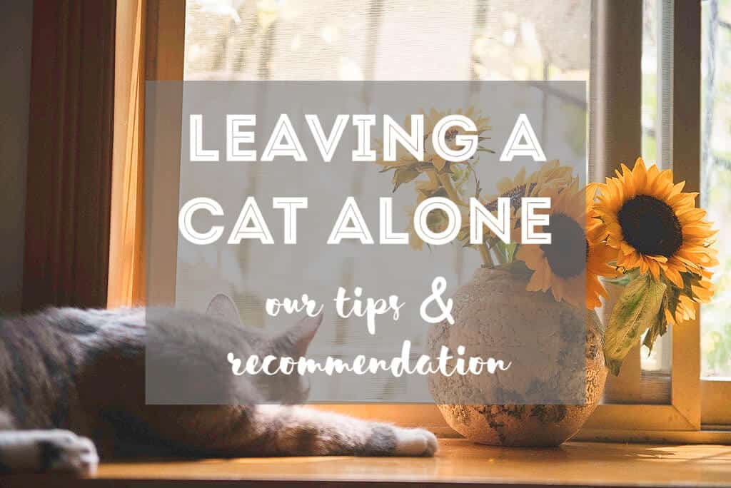 How Long Can You Leave a Cat at Home While on Vacation? // Fluffy Kitty - thefluffykitty.com