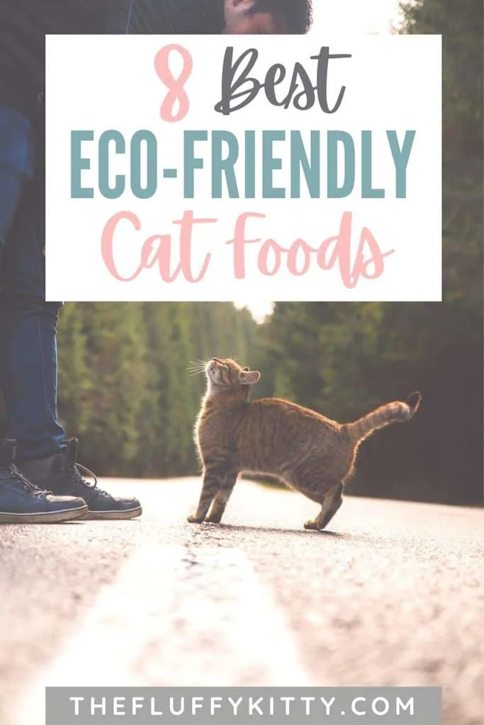 Eco-friendly Cat Food - The Fluffy Kitty