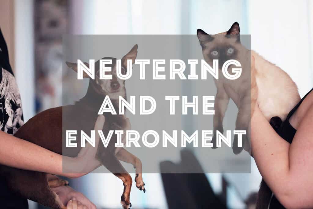 6 Ways Neutering Your Cat Helps the Environment | Fluffy Kitty thefluffykitty.com