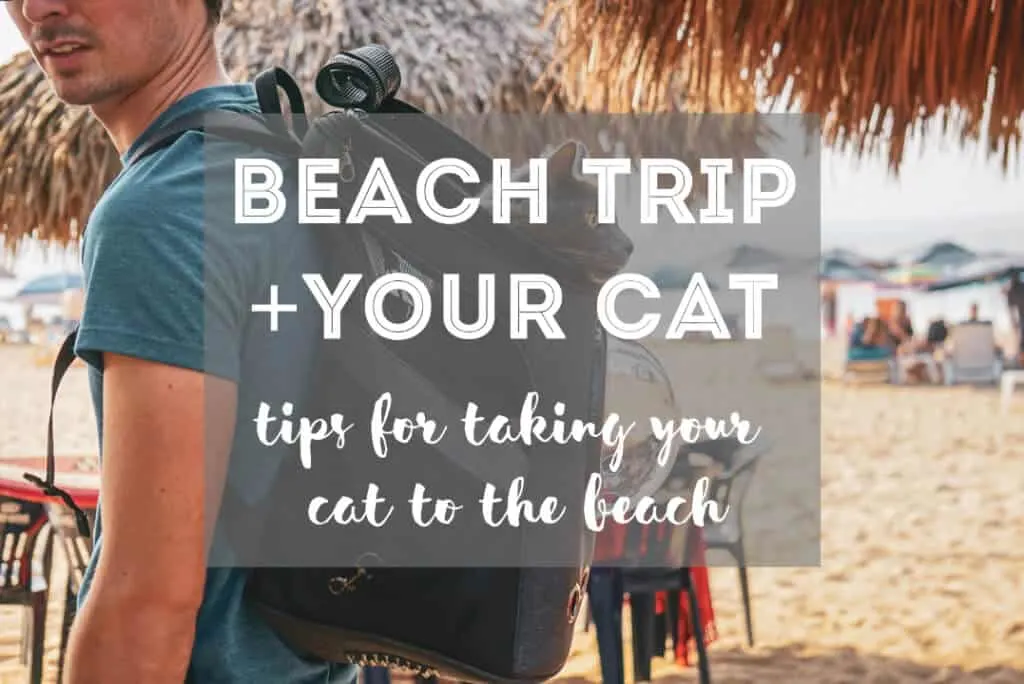 21 Tips for Taking Your Cat to the Beach | Fluffy Kitty Blog thefluffykitty.com