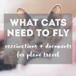 6 Ways Neutering Your Cat Helps the Environment