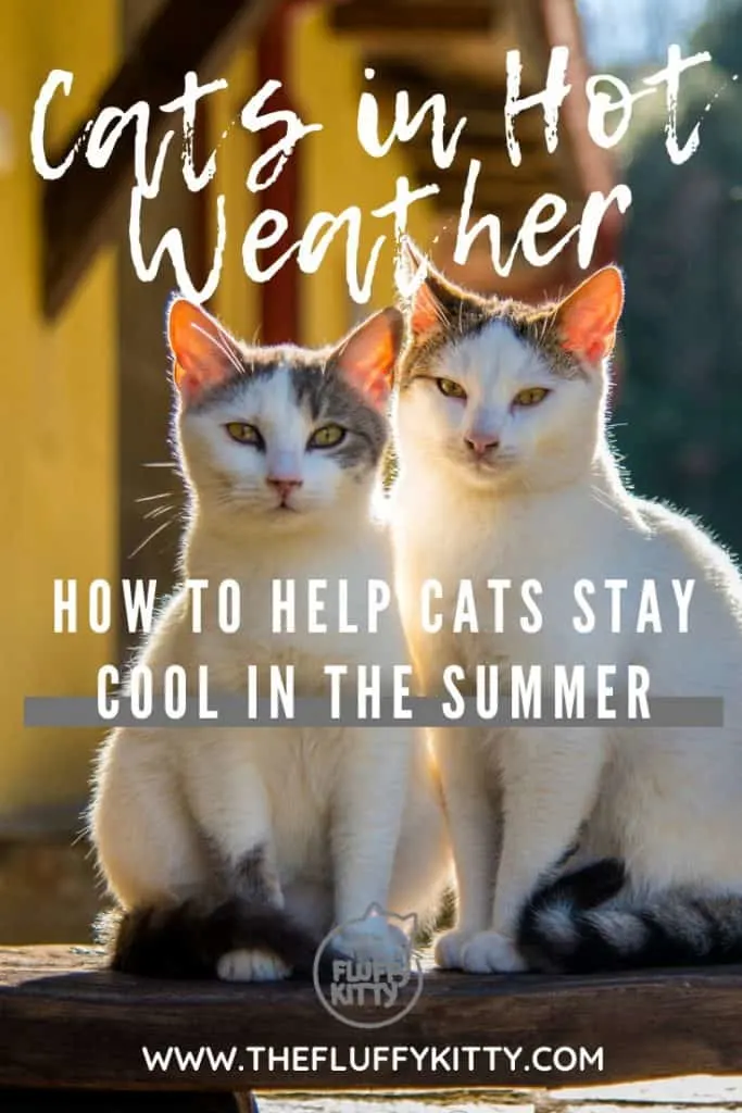 How to keep your cat feeling cool during the hot summer months - Guide by Fluffy Kitty www.thefluffykitty.com #cats #summer #cathealth #catcare