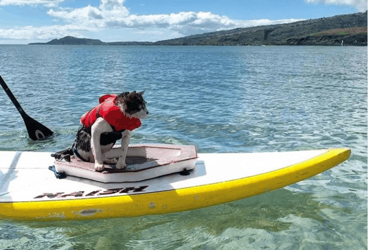 Hokule'a ~ The Adopted Cat Who Surfs Waves in Hawaii! - Fluffy Kitty