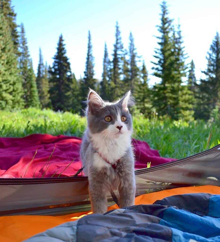 Rio & Bruce The Camping Duo | Cat Stories | The Fluffy Kitty Blog