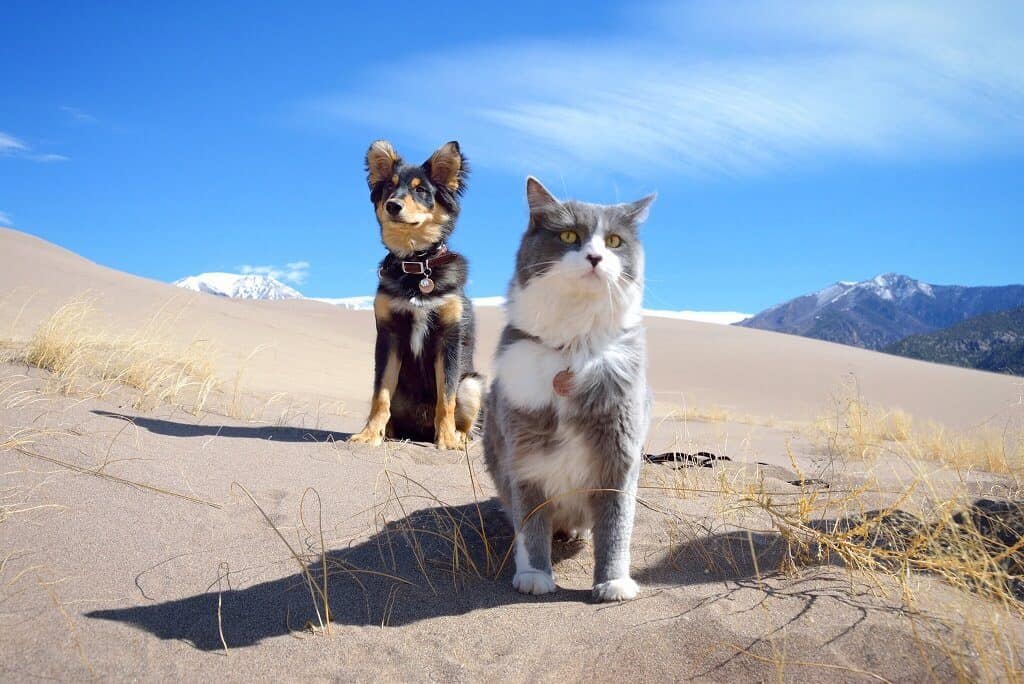 Rio & Bruce The Camping Duo | Cat Stories | The Fluffy Kitty Blog