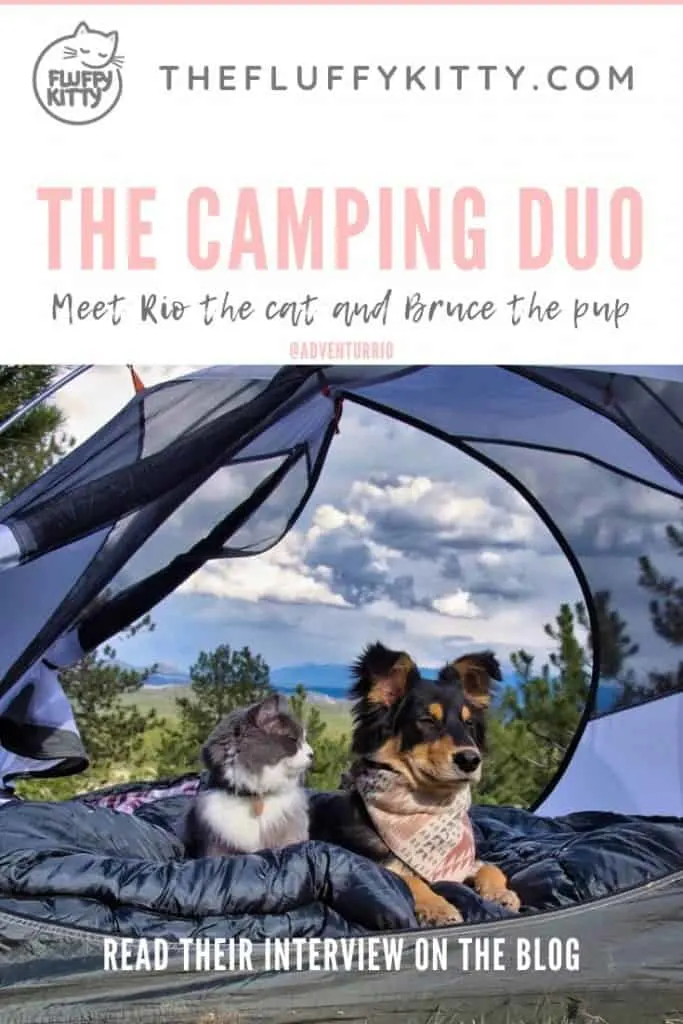 Read about Rio the cat and Bruce the dog - they both love camping together! See full interview on the blog: The Fluffy Kitty www.thefluffykitty.com