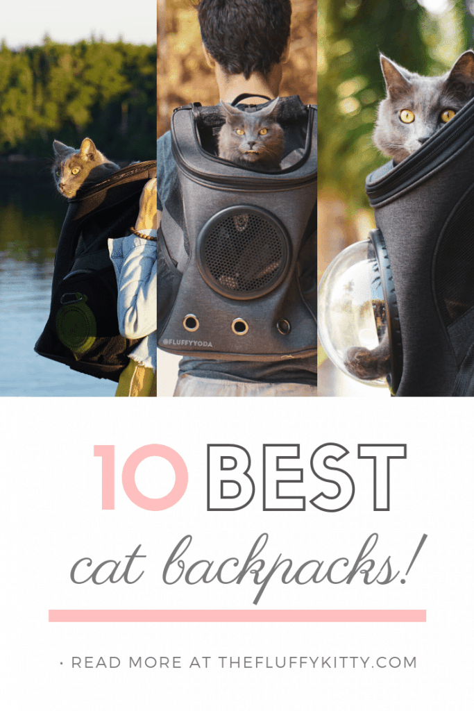 10 Best Cat Backpacks Ultimate Guide | THE FLUFFY KITTY | thefluffykitty.com