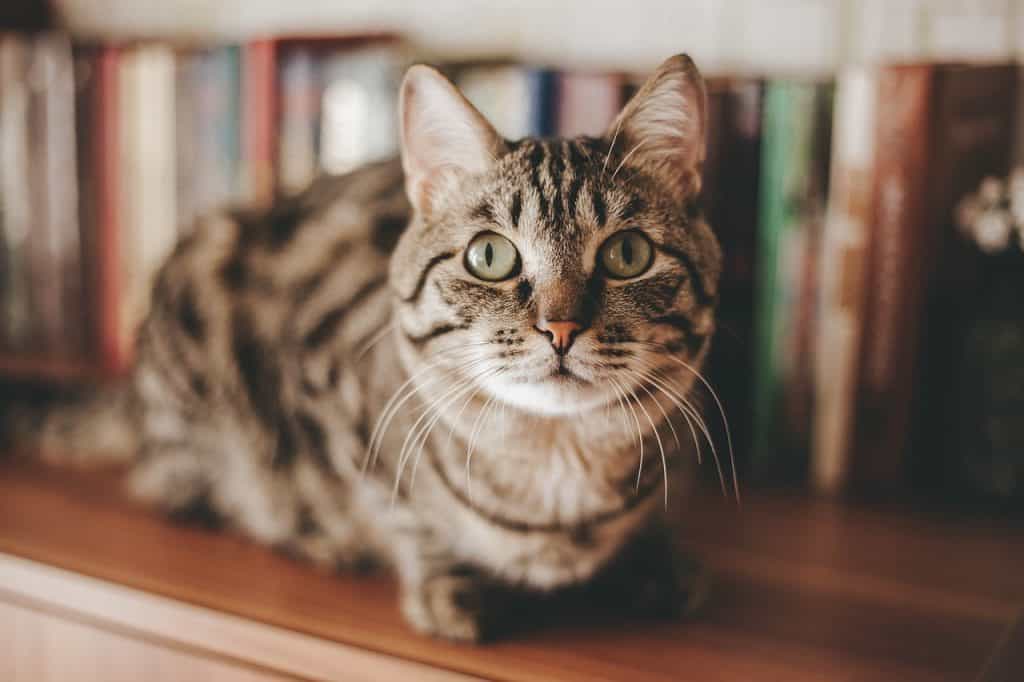 Understanding Feline Hyperesthesia / Rolling Skin Disease / Twitching-Skin Syndrome in Cats #cats #cathealth #catblog #catbehavior | The Fluffy Kitty thefluffykitty.com