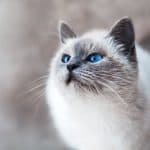 Understanding Feline Hyperesthesia (Rolling Skin Disease in Cats)