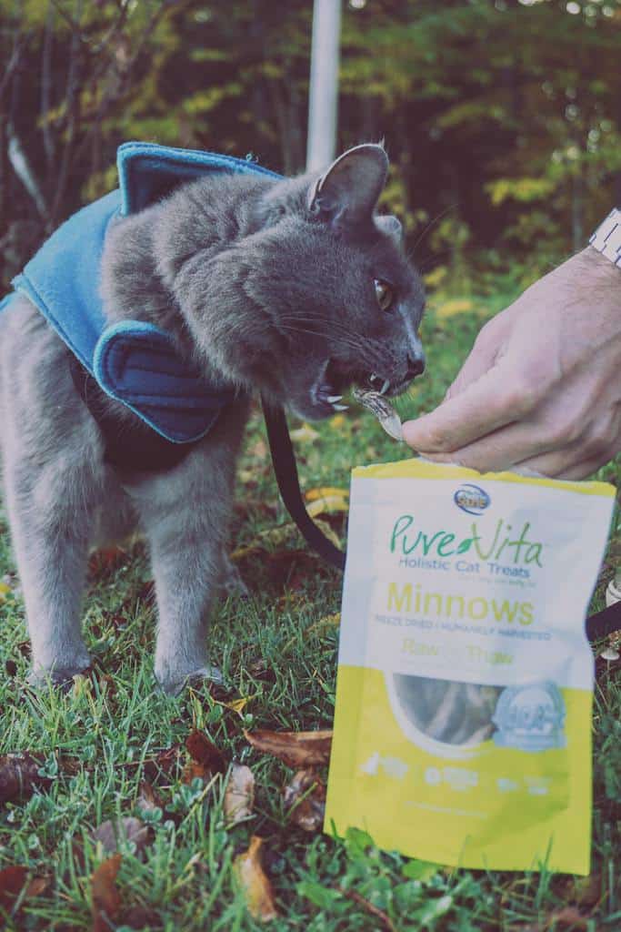 PureVita's Freeze-Dried Cat Treats | Review by Fluffy Kitty www.thefluffykitty.com #cattreats #fluffykitty