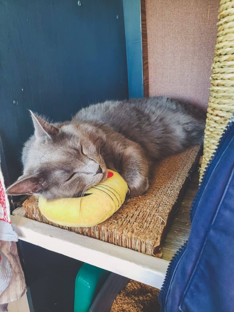Van Life with Cats: Ultimate guide on how to manage living and traveling full-time with a cat in a camper van. www.thefluffykitty.com @fluffyyoda The Fluffy Kitty #vancat #vanlife #vancatmeow #vanlifewithcats