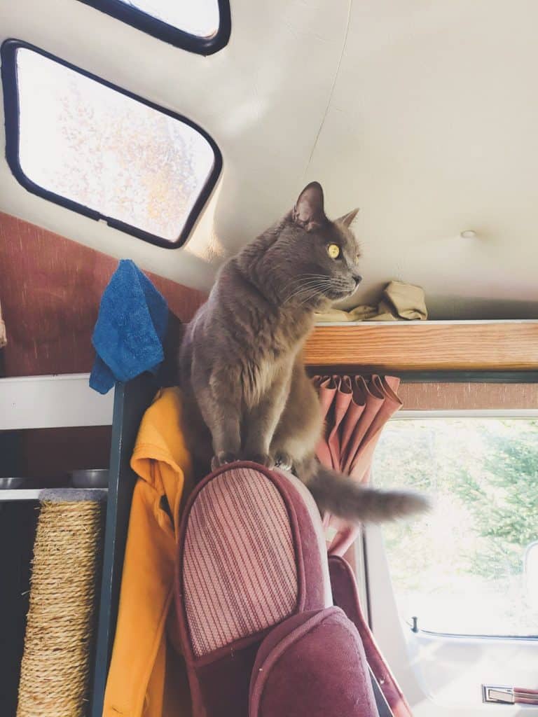 Van Life with Cats: Ultimate guide on how to manage living and traveling full-time with a cat in a camper van. www.thefluffykitty.com @fluffyyoda The Fluffy Kitty #vancat #vanlife #vancatmeow #vanlifewithcats