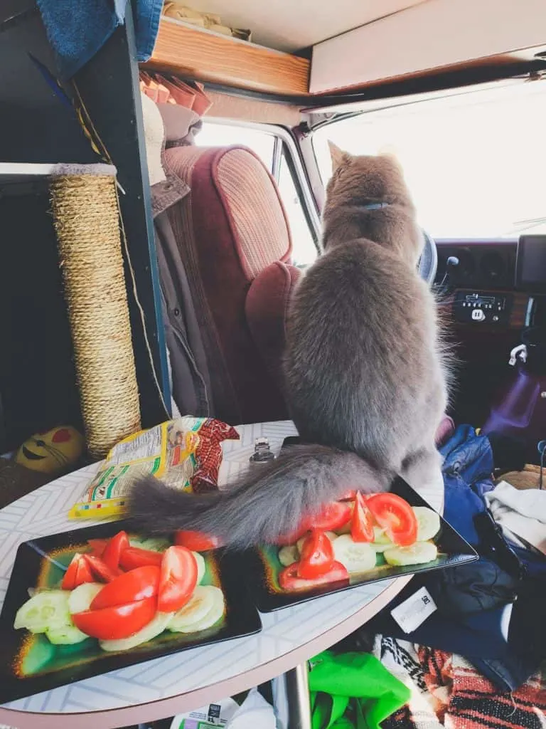 Van Life with Cats: Ultimate guide on how to manage living and traveling full-time with a cat in a camper van. www.thefluffykitty.com @fluffyyoda The Fluffy Kitty #vancat #vanlife #vancatmeow #vanlifewithcats