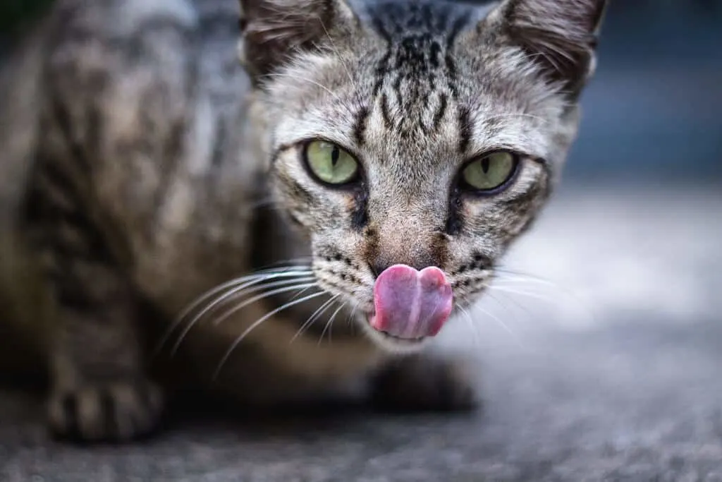 Best Vet Recommended Dry Cat Food Brands | Guide by The Fluffy Kitty https://thefluffykitty.com (PC Shubhankar Sharma via Unsplash)