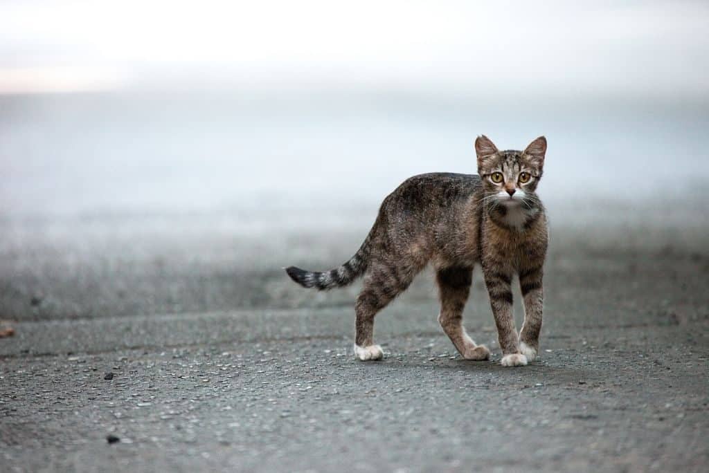 How Trap Neuter Release (TNR) Helps Out Stray Cats #cats #strays | Fluffy Kitty