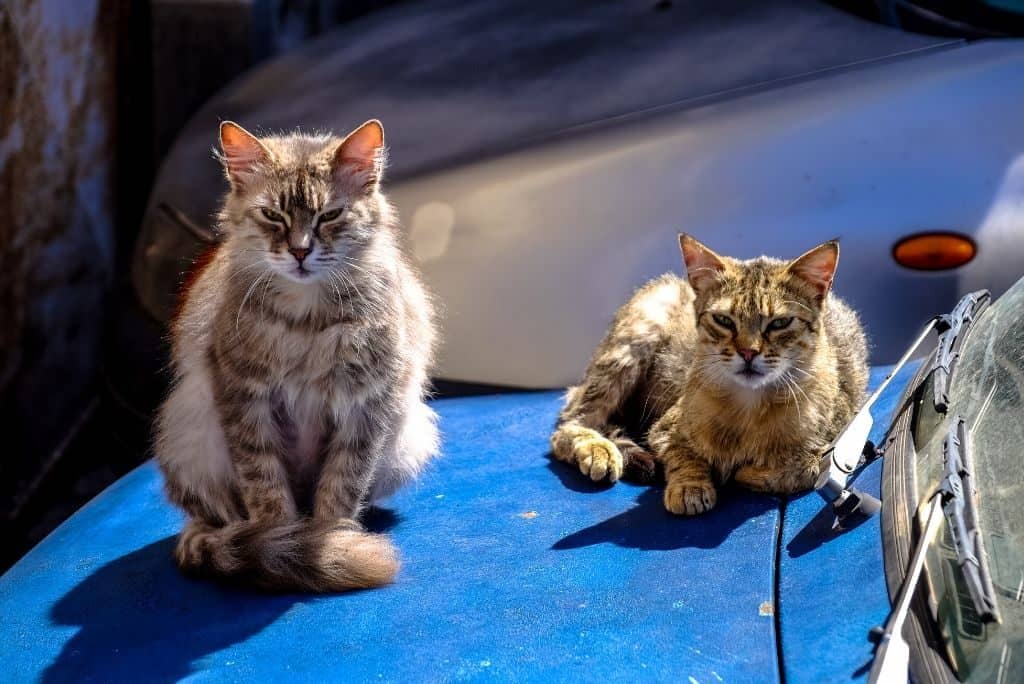 How Trap Neuter Release (TNR) Helps Out Stray Cats #cats #strays | Fluffy Kitty