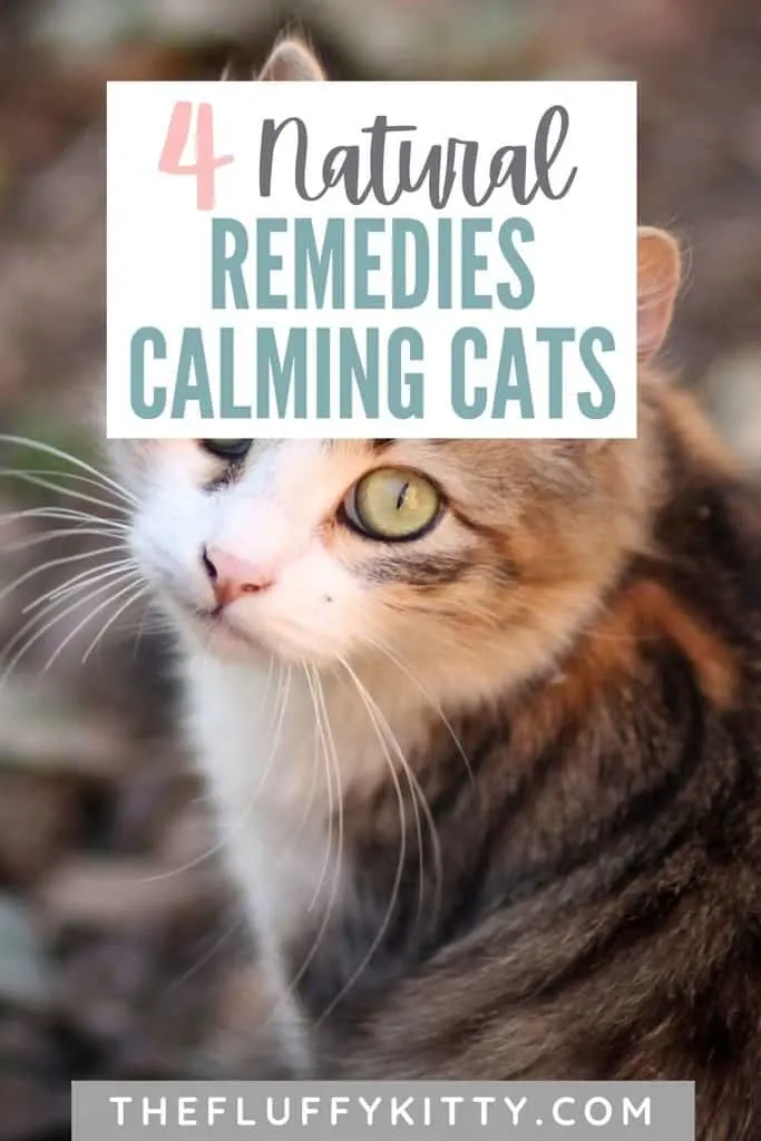 Best Natural Calming Remedies for Cats
