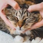 Essential Homemade Cat Food Supplements