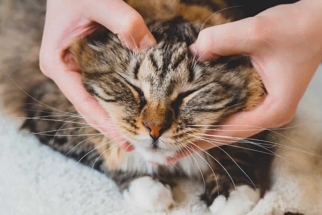cat gets head massaged