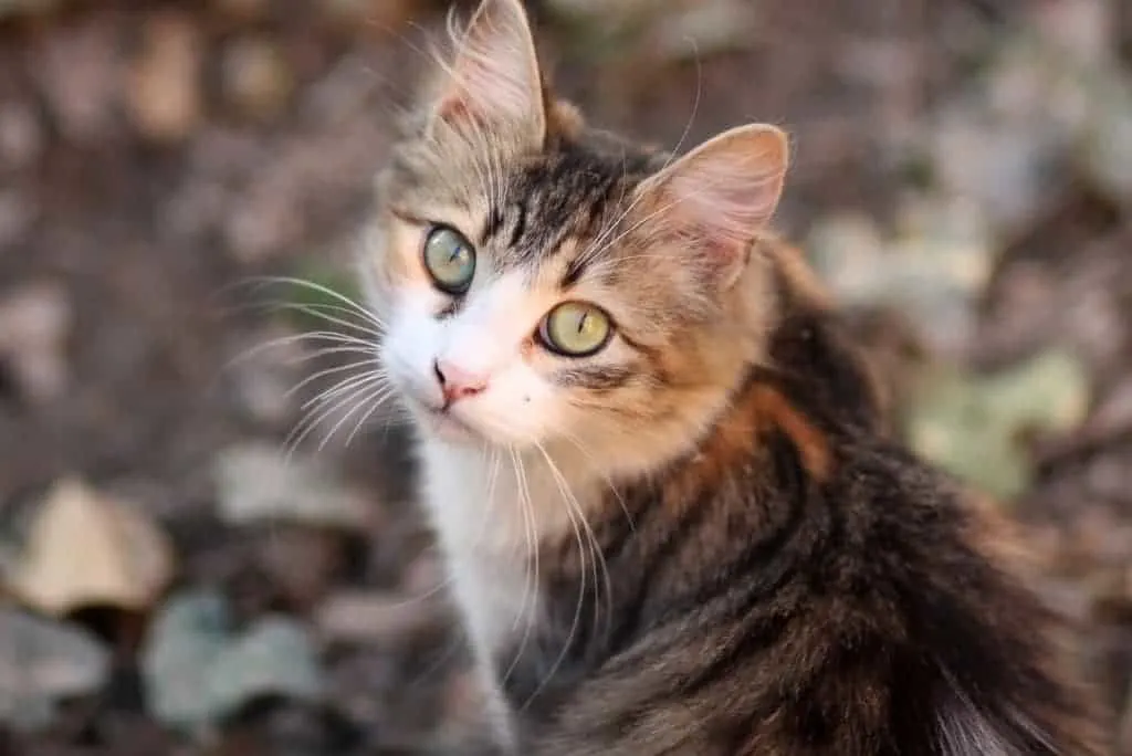 cat outdoors natural remedies for calming cats