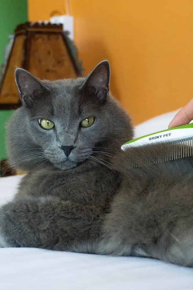 Best comb for cats featuring Shiny Pet comb | The Fluffy Kitty
