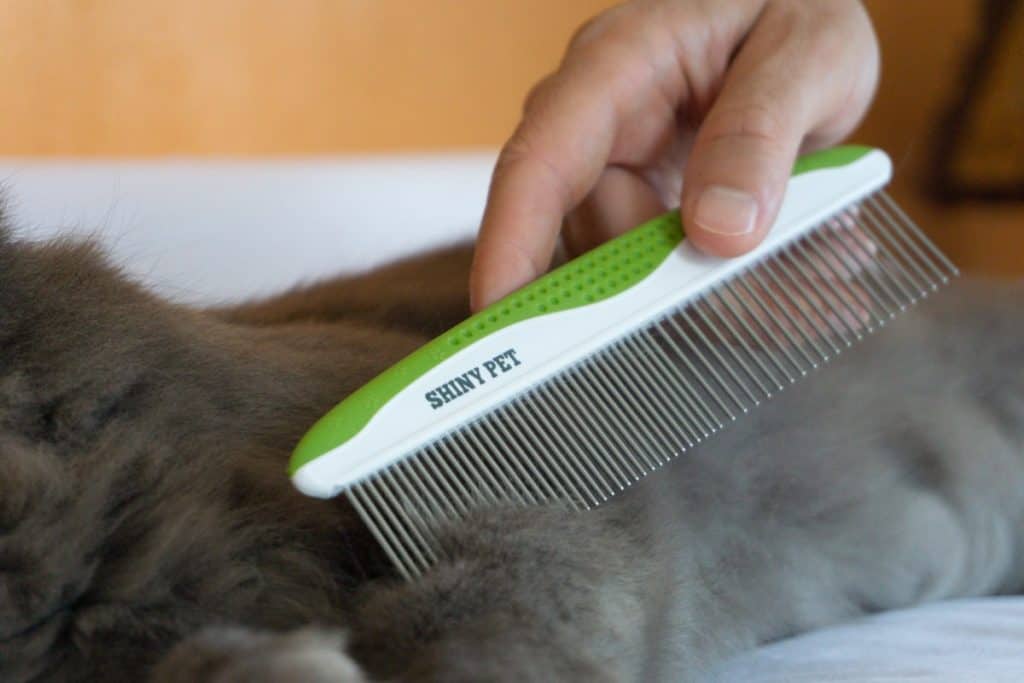 How to brush your cat at home using the Shiny Pet pet comb. | The Fluffy Kitty
