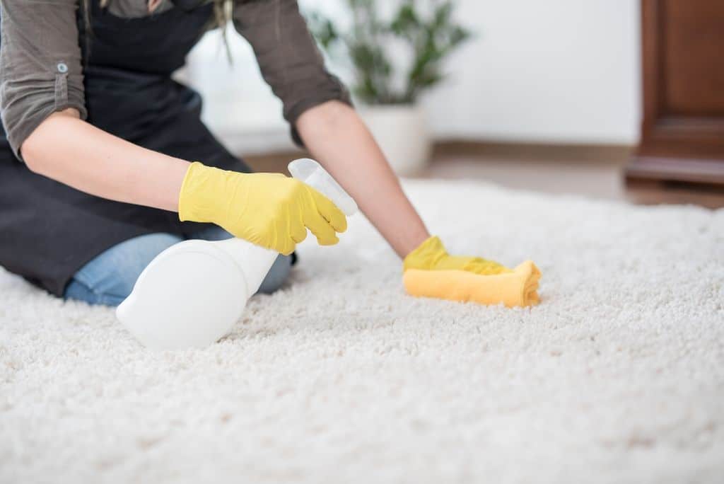 person cleaning cat urine stain on carpet