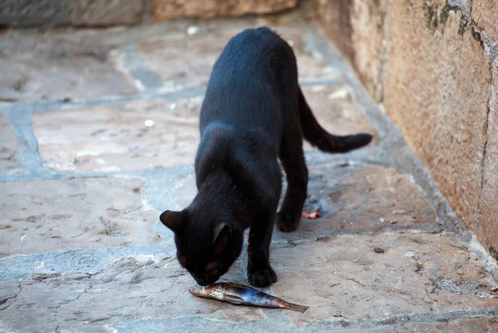 black cat smelling dead fish