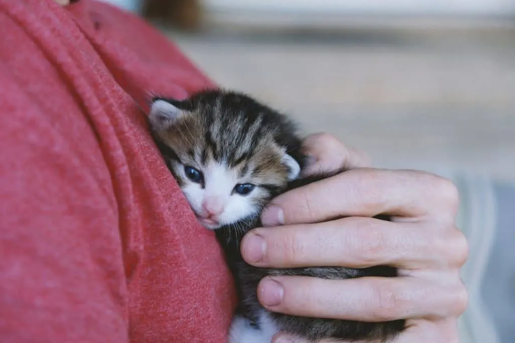 kitten foster | hand