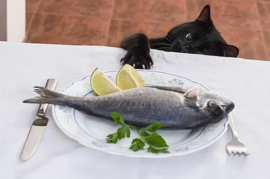 is fish good for cats | cat pawing at fish on plate