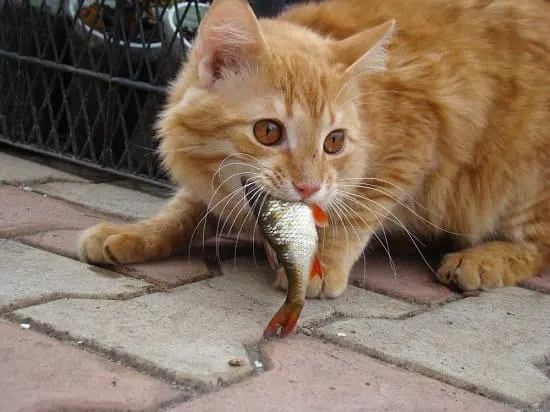 orange cat eating fish on patio