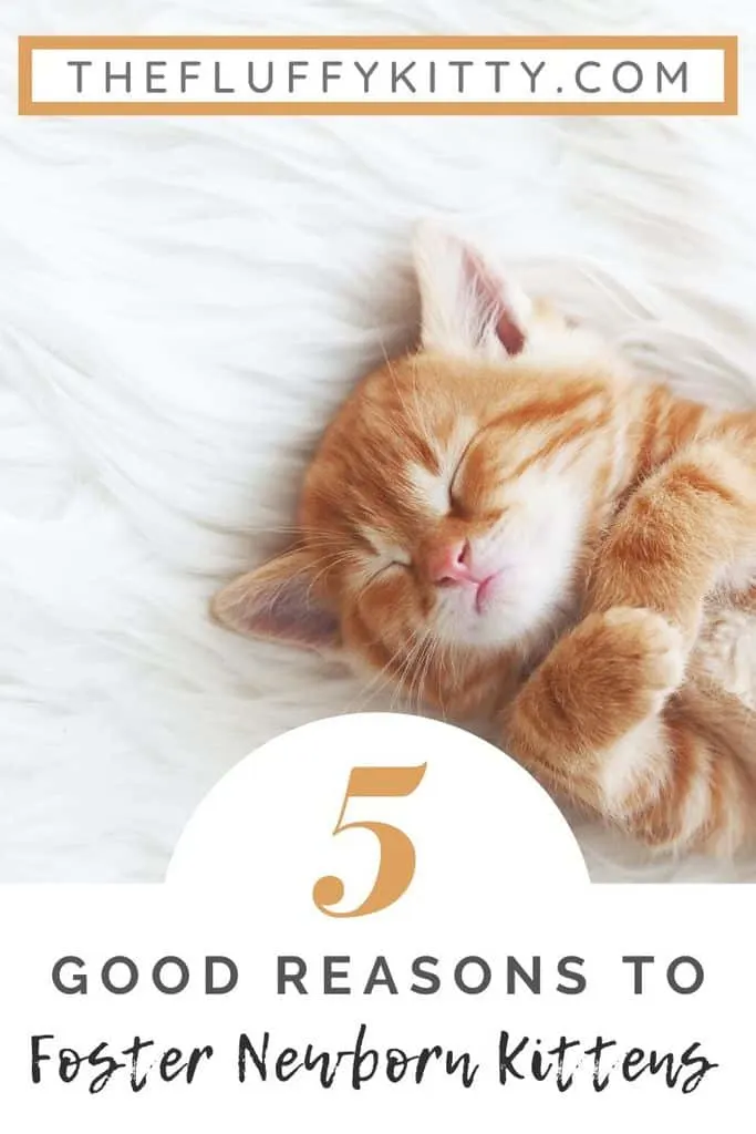 5 reasons to foster newborn kittens