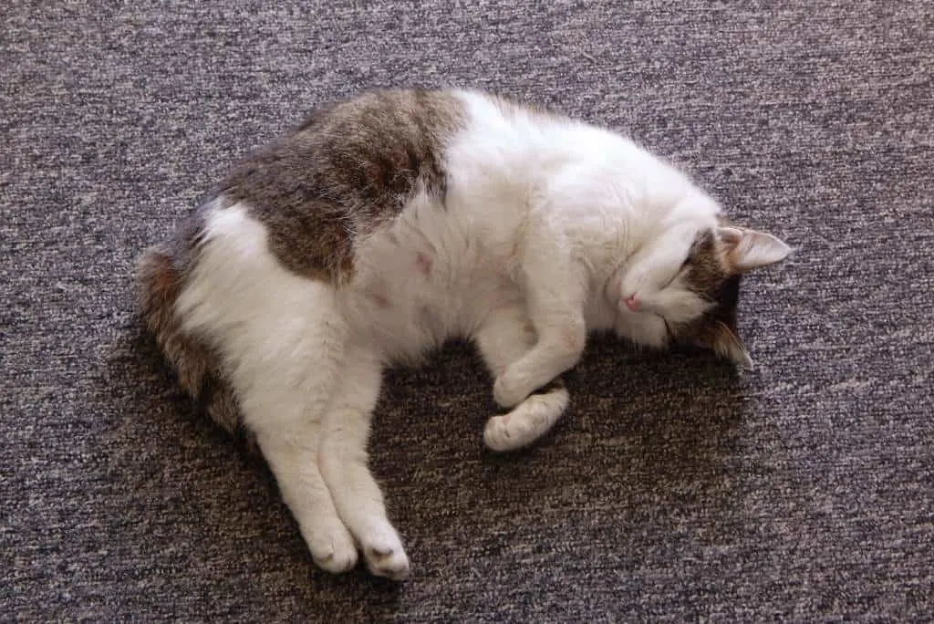 pregnant cat laying on the floor