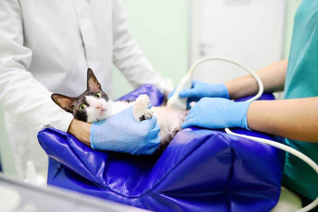 pregnant cat at vet getting ultrasound