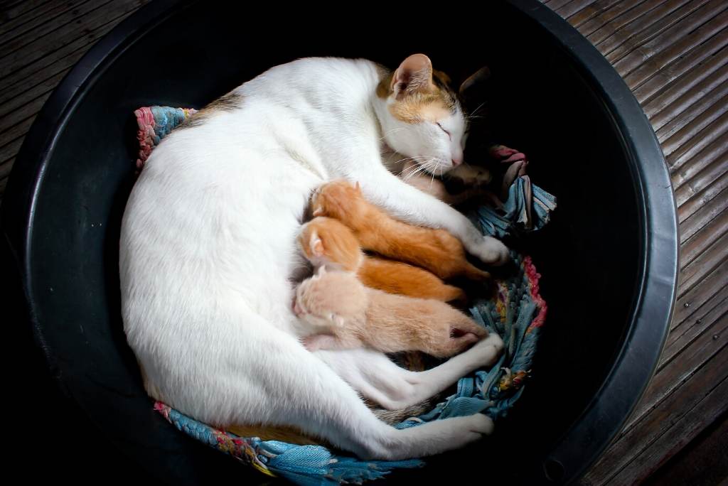 white cat nursing orange newborn kittens