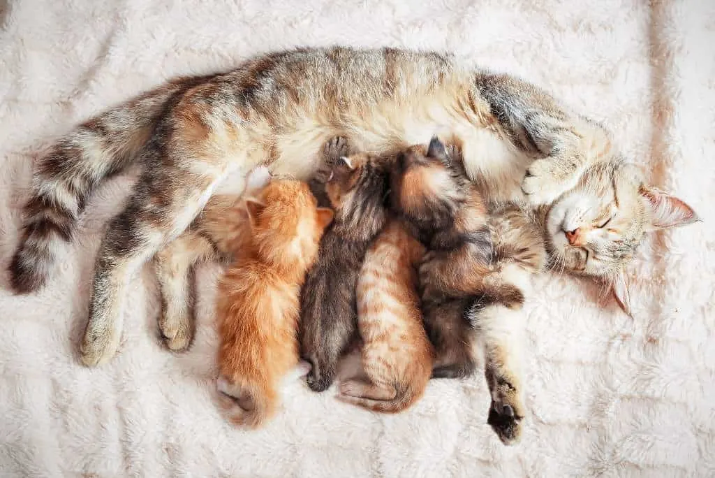 mother cat nursing newborn kittens