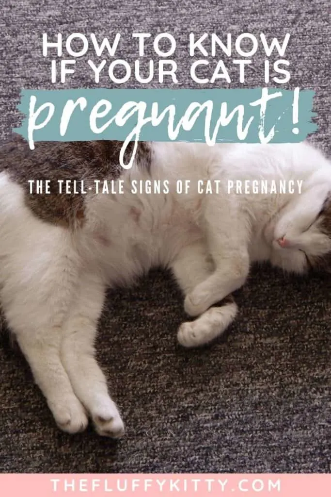 pregnant cat on floor with text overlay 'how to know if your cat is pregnant' | the fluffy kitty