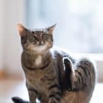 How to Know If Your Cat Is Pregnant (The Tell-Tale Signs!)