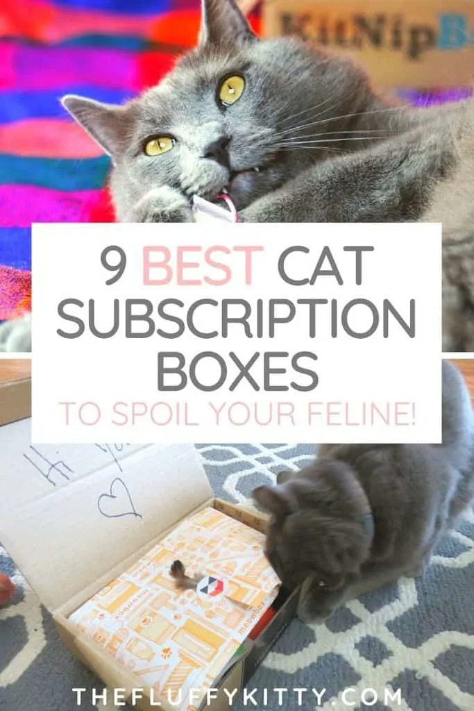 9x best cat subscription boxes | The Fluffy Kitty
