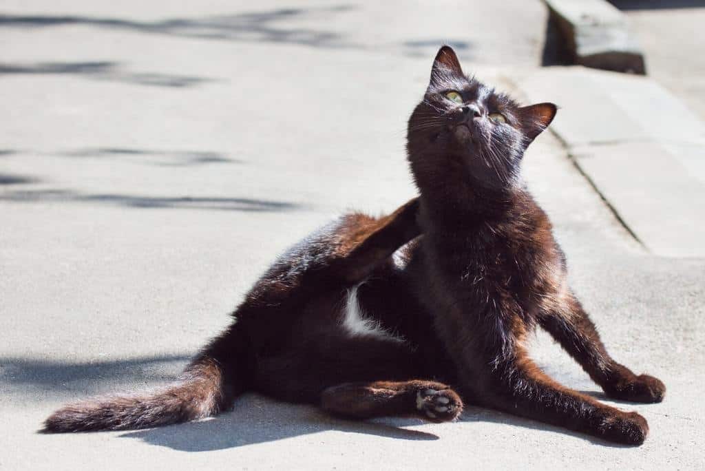 black cat itchy skin cat dandruff