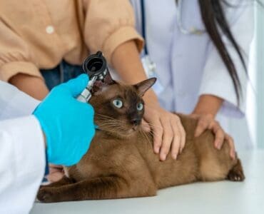 siamese cat checkup at the vet
